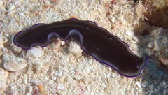 Pseudocerotidae