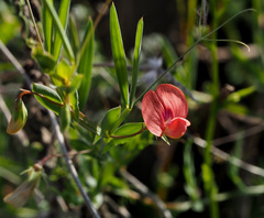 Lathyrus marmoratus