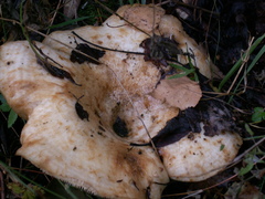 Lactarius aquizonatus