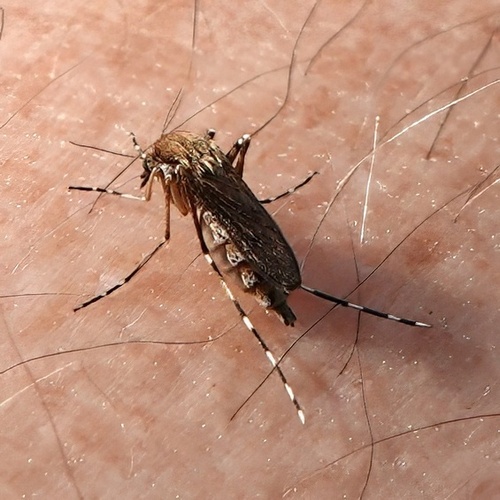 Unknown species found near Colleton County, SC, USA