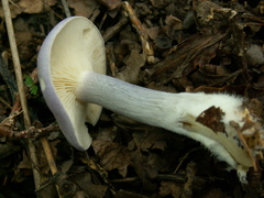 Calocybe ionides