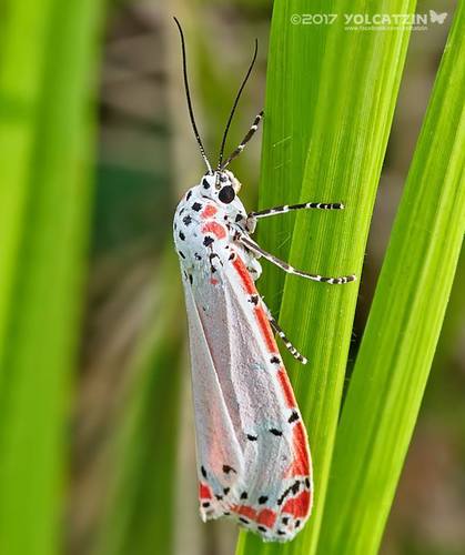 Ornate Bella Moth (Insectos de Jardín, Antioquia) · iNaturalist