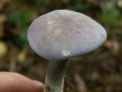 Calocybe ionides