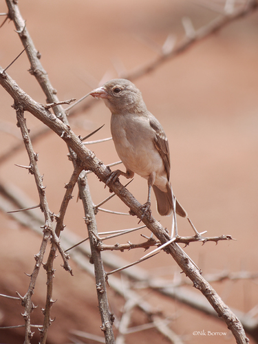 Yellow-spotted Bush Sparrow