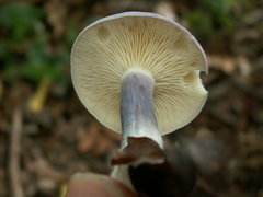 Calocybe ionides