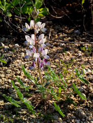 Lupinus palaestinus