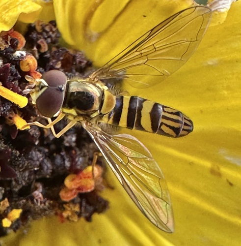 Unknown species found near Cabrillo National Monument, San Diego, CA, US