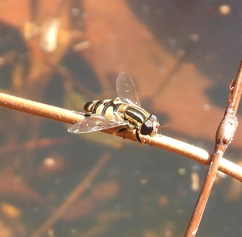 Unknown species found near Lansdowne, VA, USA