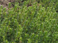 Artemisia monosperma