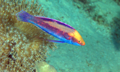 Cirrhilabrus beauperryi