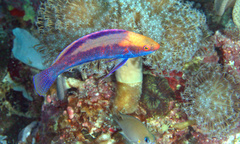 Cirrhilabrus beauperryi