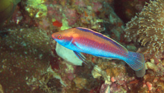 Cirrhilabrus beauperryi