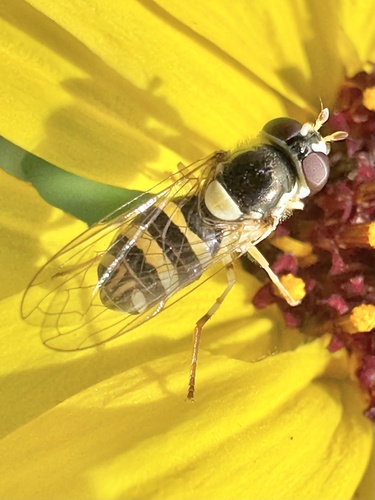 Unknown species found near Cabrillo National Monument, San Diego, CA, US