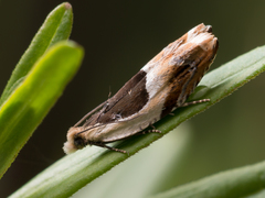 Ancylis badiana