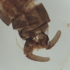 Trichocera bimacula
