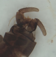 Trichocera bimacula