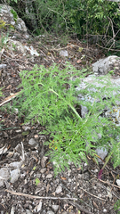 Ferula glauca, photograph author not stated, no rights reserved