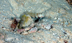 Alpheus ochrostriatus