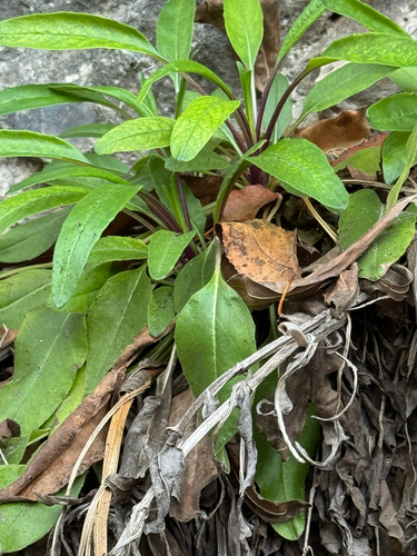 Salvia pentstemonoides