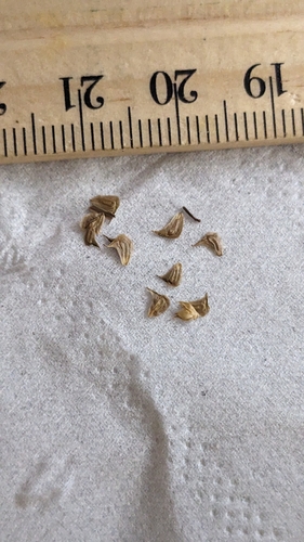 Arrowhead