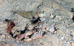 Amblyeleotris guttata