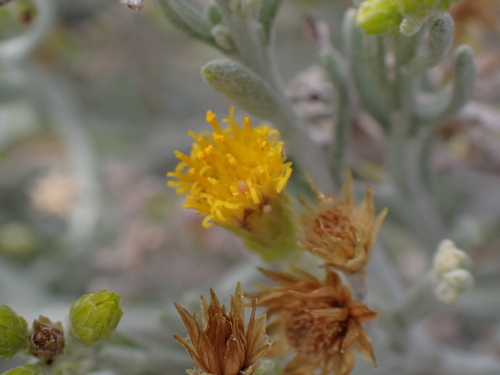 salado (Schizogyne sericea)