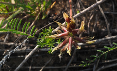Astragalus berytheus