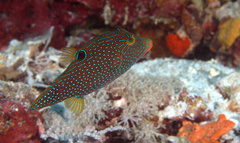 Canthigaster papua