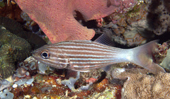 Cheilodipterus intermedius