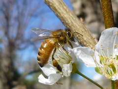 Apis mellifera