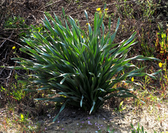 Pancratium maritimum