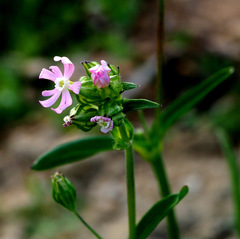 Silene decipiens