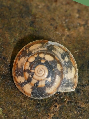 Trochomorpha observed 2026-02-22