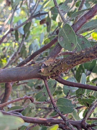 Arctostaphylos catalinae, photograph 4