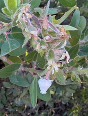 Arctostaphylos catalinae, photograph (c) Aaron Kreisberg, some rights reserved (CC BY)