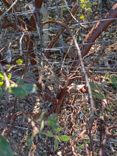 Arctostaphylos catalinae, photograph 6