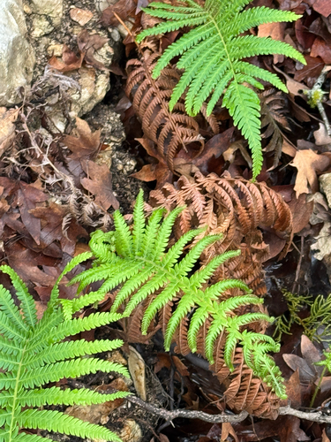 ovate maiden fern (Pelazoneuron ovatum)