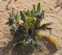 Anchusa aggregata