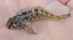 Rio Blenny photo 1