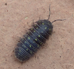 Armadillidium quinquepustulatum