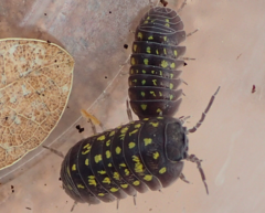 Armadillidium quinquepustulatum