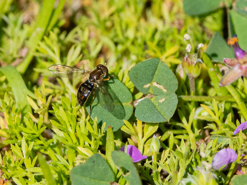 Unknown species found near Shady Oaks and Basking Ridge, CA, USA
