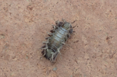 Armadillidium quinquepustulatum