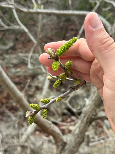 Little Walnut (Juglans microcarpa)