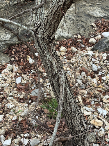 Juglans microcarpa, photograph 6