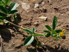 Anthyllis circinnata