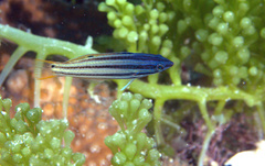 Halichoeres prosopeion