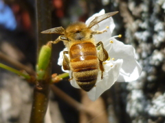 Apis mellifera