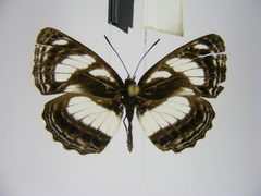 Neptis nicomedes