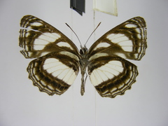 Neptis nicomedes